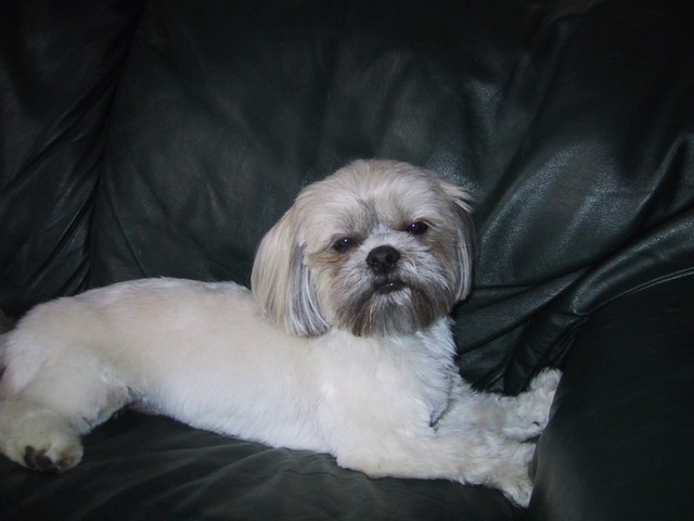 Relaxing after being groomed 2