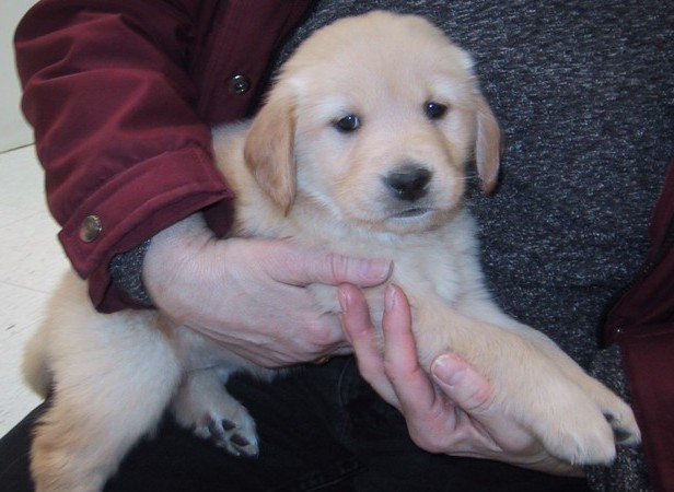 Puppy - Gracie