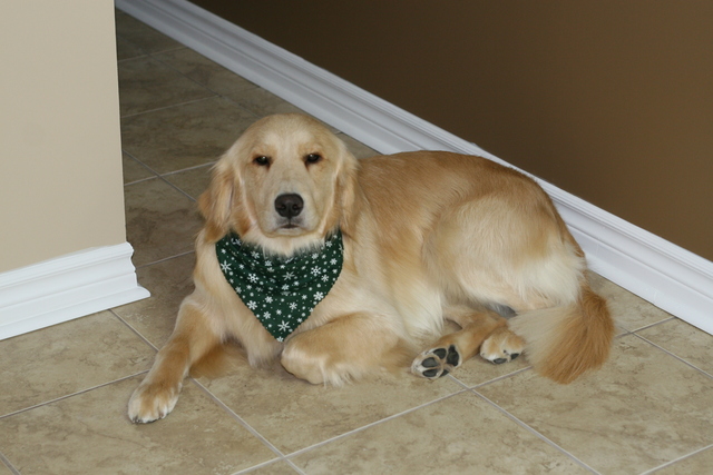 Relaxing after being groomed